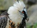 Bearded vulture white.jpg