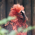Bearded vulture red.jpg