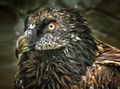 Bearded vulture black.jpg